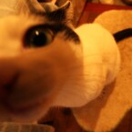 チューしてやるニャ！