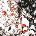 柿に積もる雪