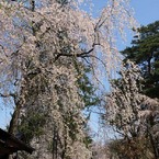 角館の桜２