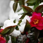 花も雪も 払へば清き……　（仮題）