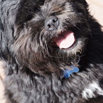 犬