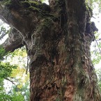 IMG_4579