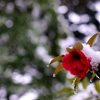 雪雫