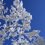 樹雪