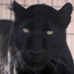 Black Leopard