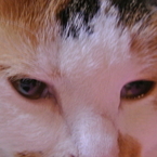 ネコ