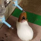 モルモットですから