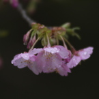 初日は雨