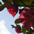 花。