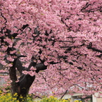 春爛漫 桜満開