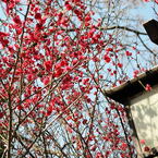 桜_03