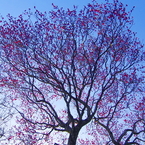 梅空