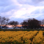 早朝の菜の花畑