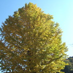 銀杏