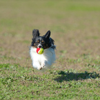 飛行犬