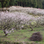 IMGP0955