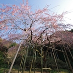 枝垂れ桜in波佐見　ギャラリー用。。５