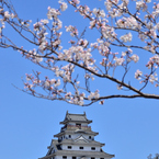 唐津城と桜(D7000)