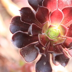 smallrose