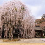 姫桜