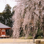 本堂と枝垂れ桜