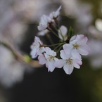千鳥ヶ淵桜花