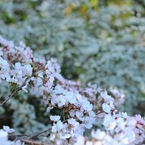 桜とユキヤナギ