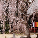 桜降る