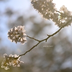 上野の桜