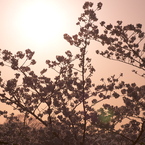 桜色17