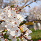 公園の桜