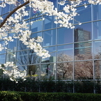 桜　- 鏡桜 -