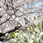 桜_04