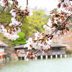 桜_06