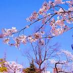 桜と東京スカイツリー