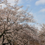 伊豆高原のソメイヨシノ