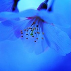 秘愛