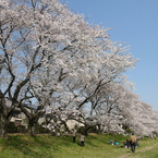 満開の元荒川土手08