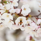 桜～ミツバチ