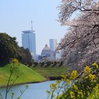 桜、菜の花、国会議事堂