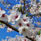 2012/4/12　桜と青空　