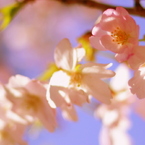 桜花。