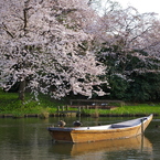 桜と船とカモ