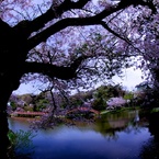 貫禄の開花