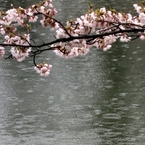 桜雨