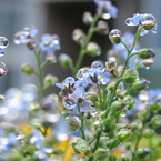 雨の花