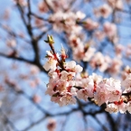 桜色