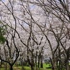 2012 愛知の桜 (5)