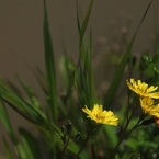 湖畔の花々