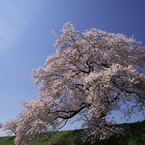 何時もの桜